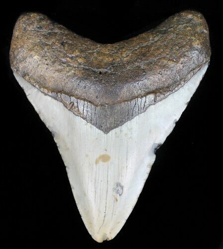 Bargain, Megalodon Tooth - North Carolina #59123